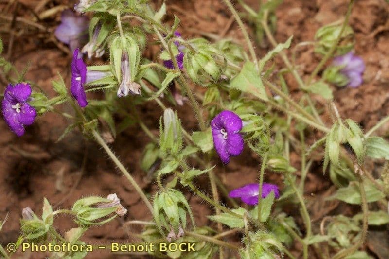 Campanula 5
