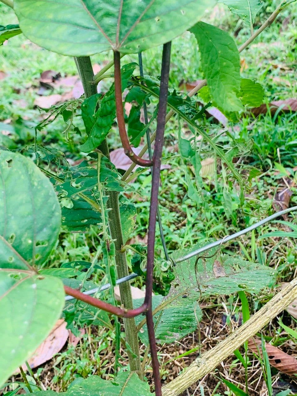 Passiflora 17