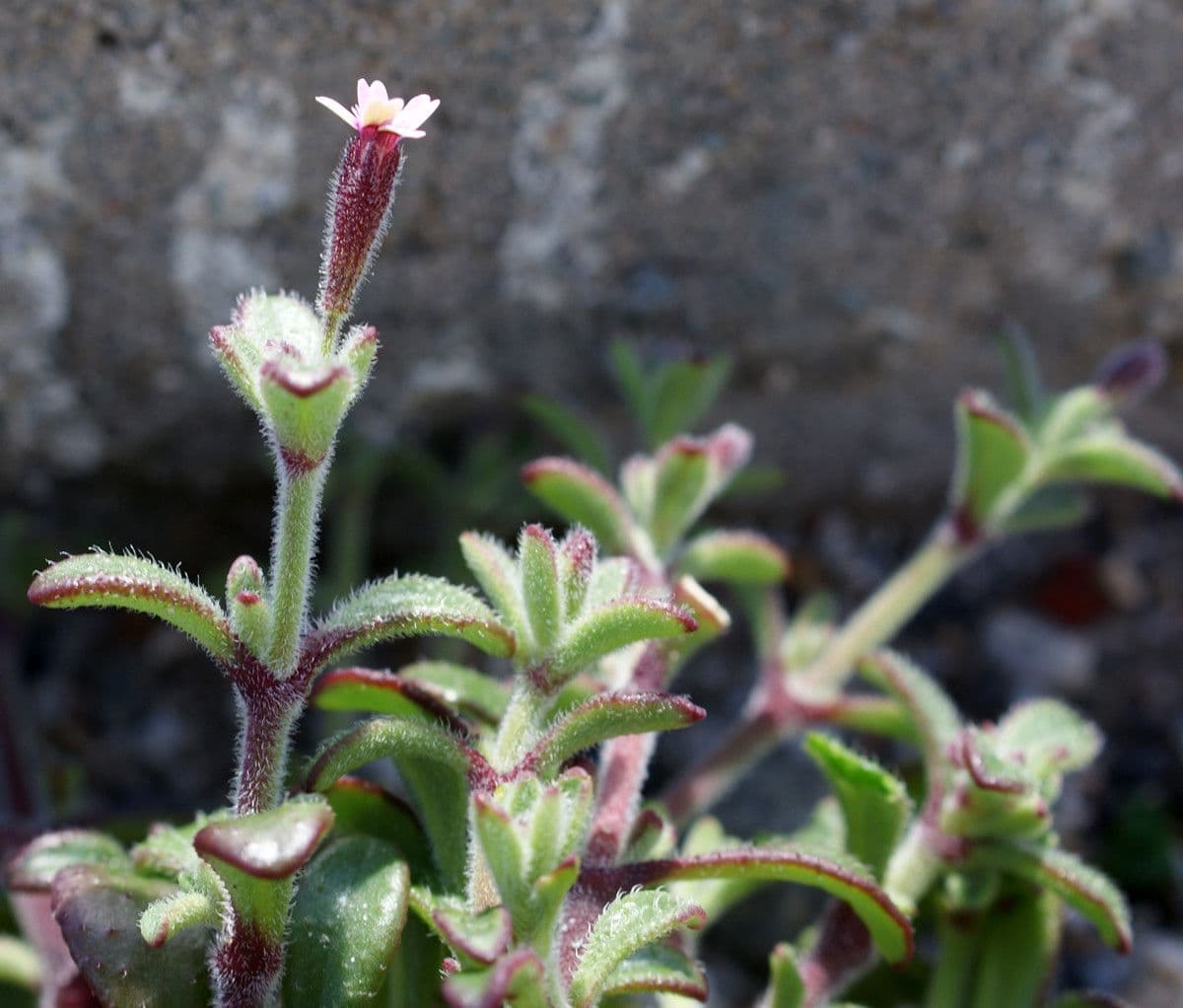 Silene sedoides 16