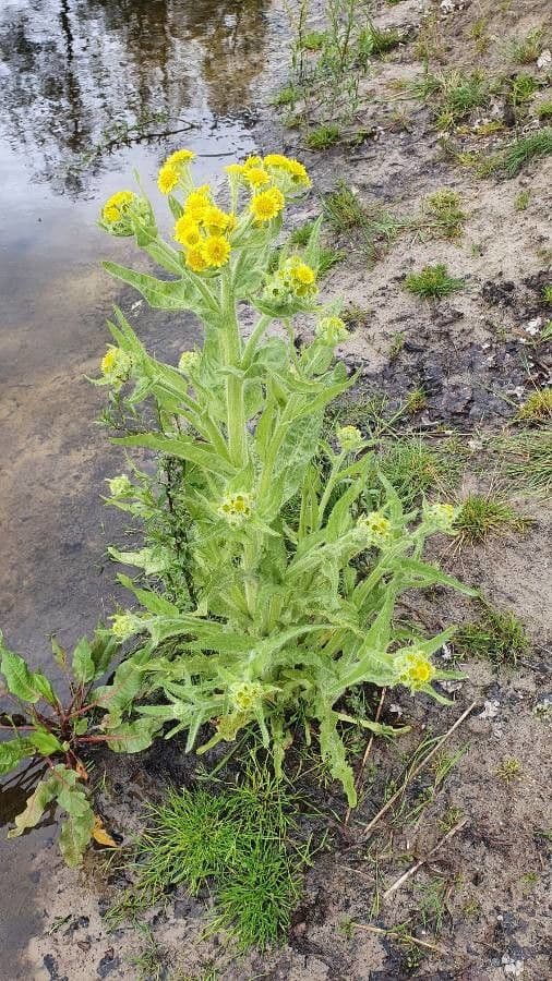 Tephroseris di palude 4