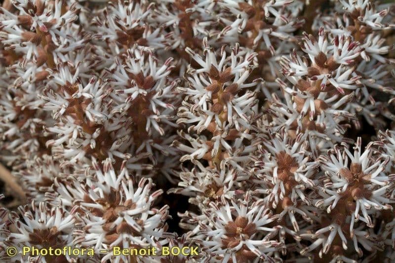 Pachysandra procumbens 18