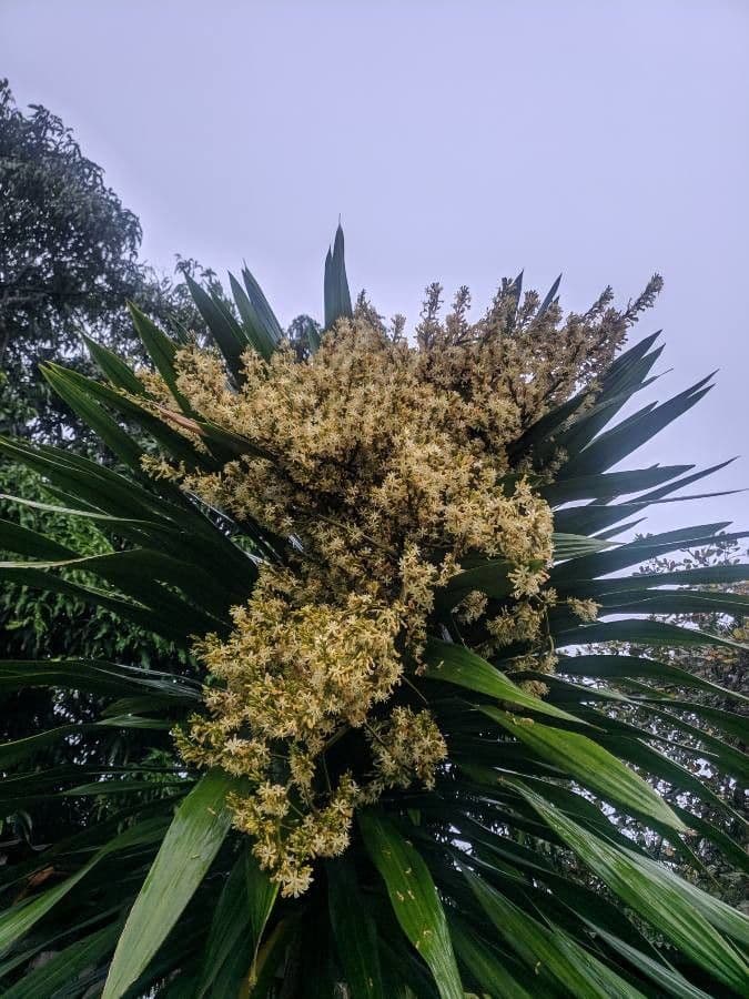 Cordyline 6