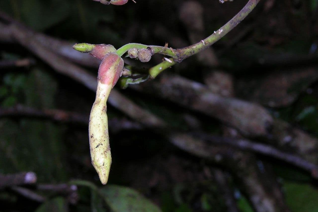 Odontadenia 5