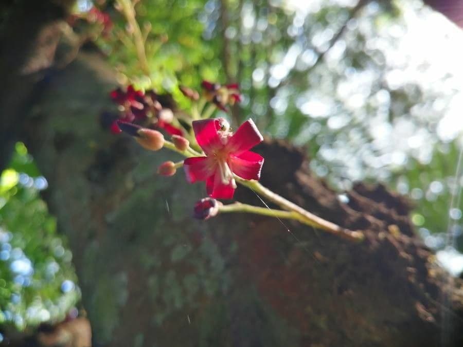 Bilimbi 7
