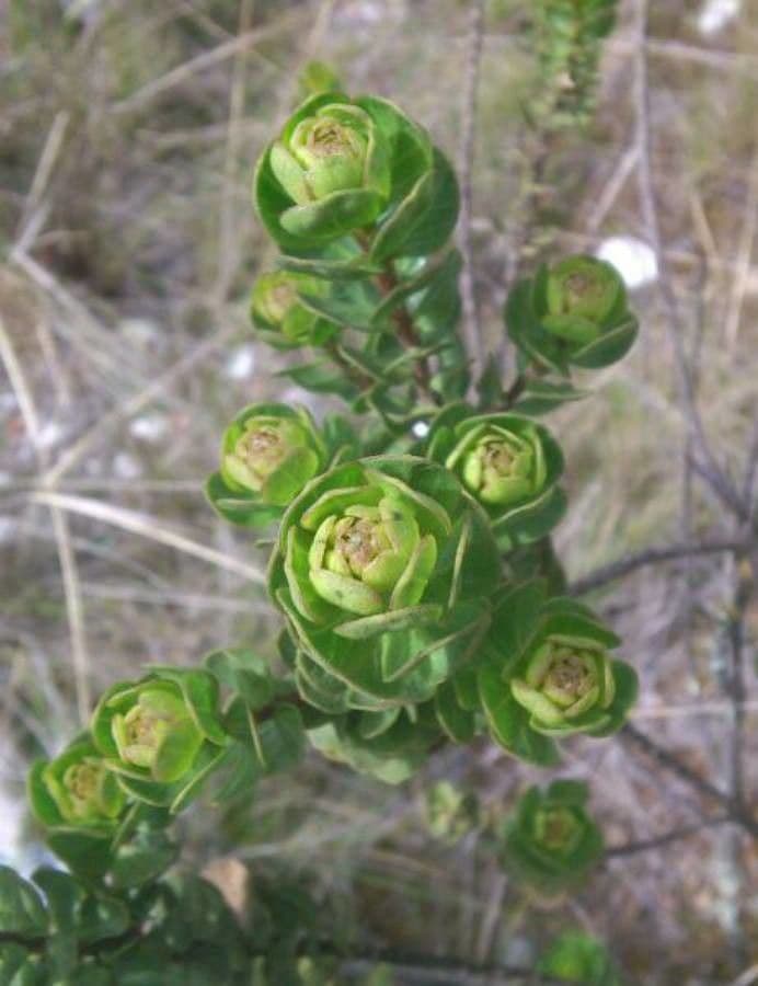 Baccharis 4