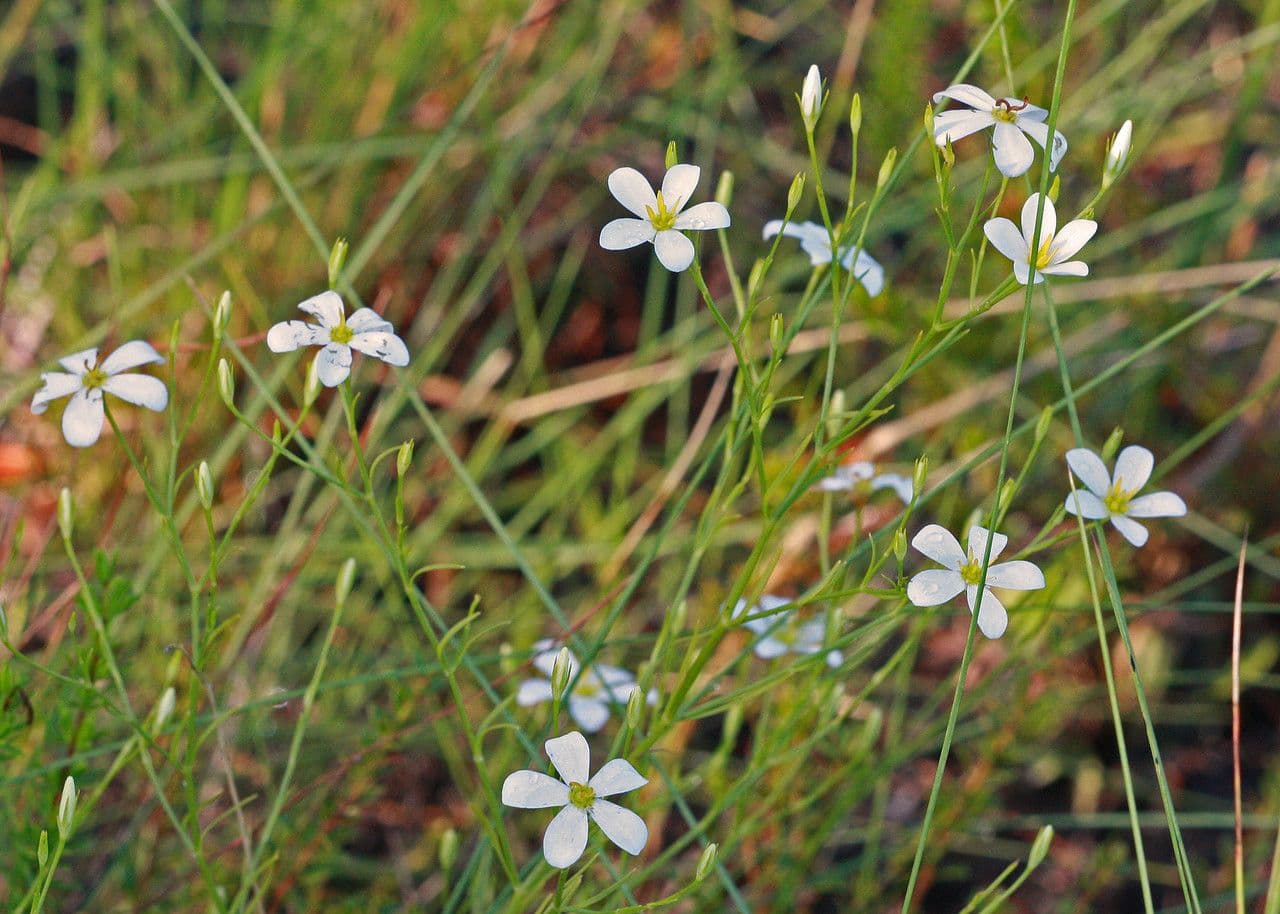 Sabatia brevifolia 9