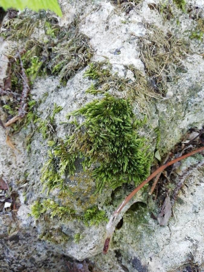 Lycopodium alpinum 15