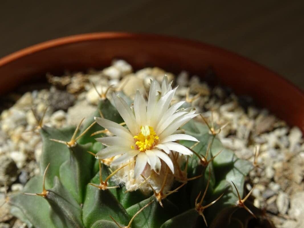Cactus carciofo 2