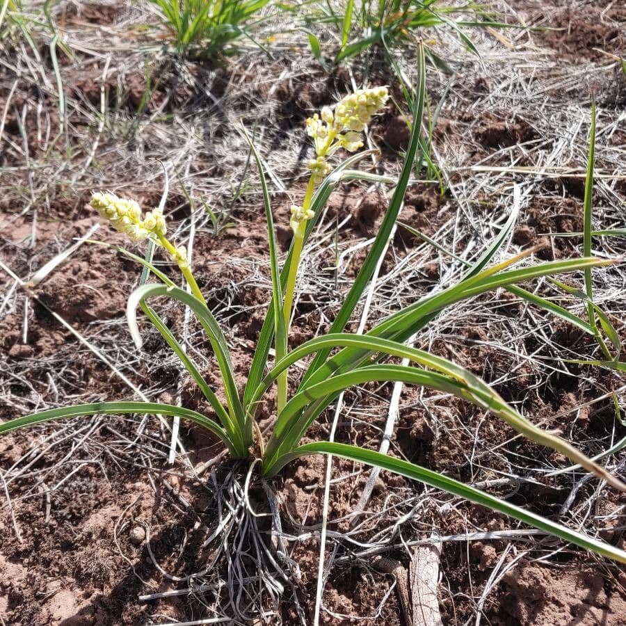 Camas delle colline 7