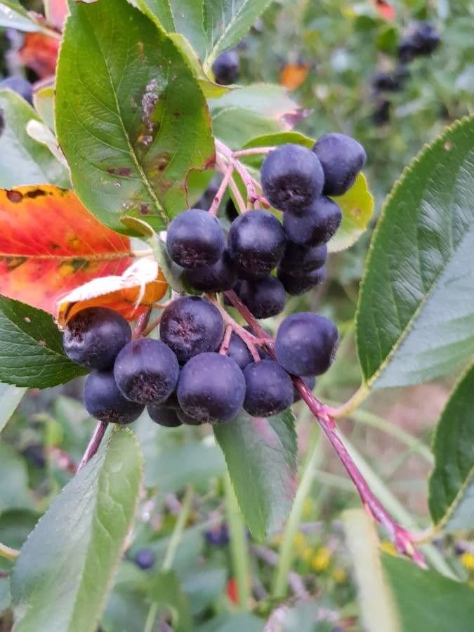 Aronia nera