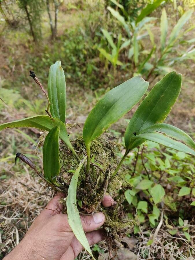 Orchidea ombrello pallida 18