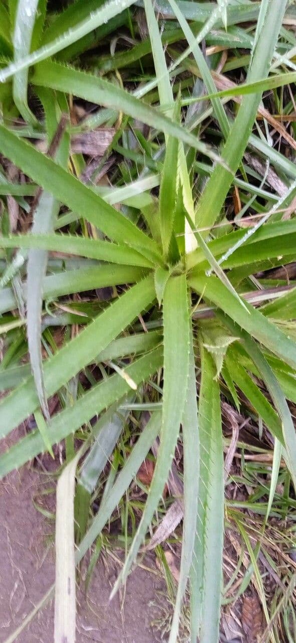 Panicaut paniculé 12