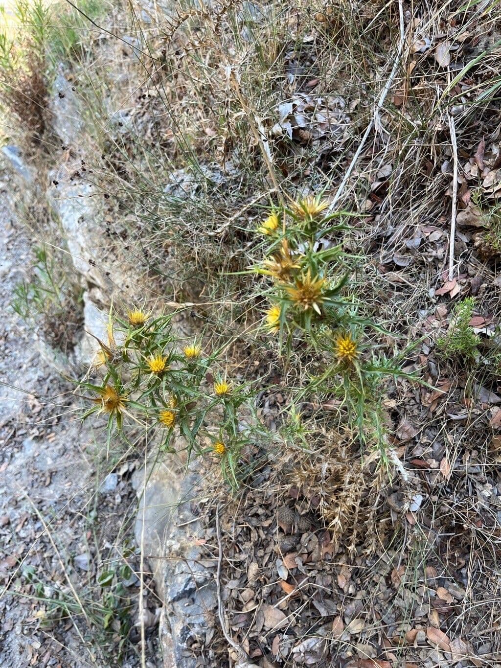 Kretische Eberwurz 5