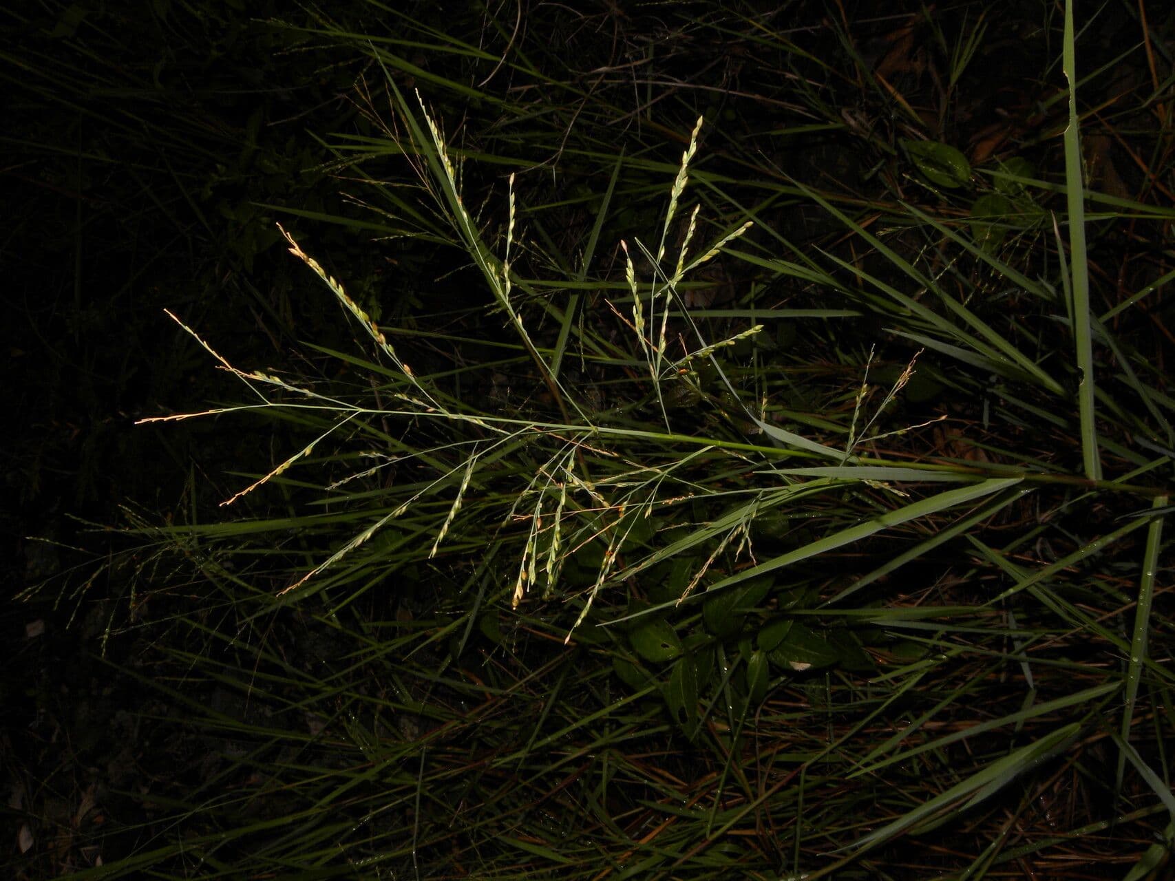Panicum 13