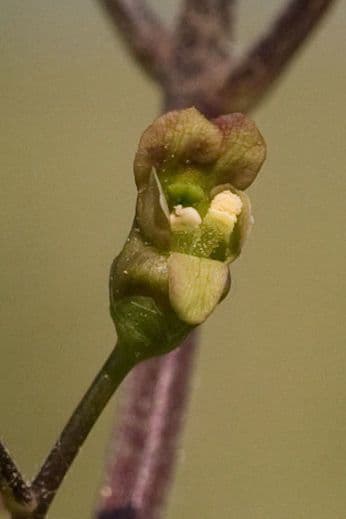 Scrofularia lanceolata 4