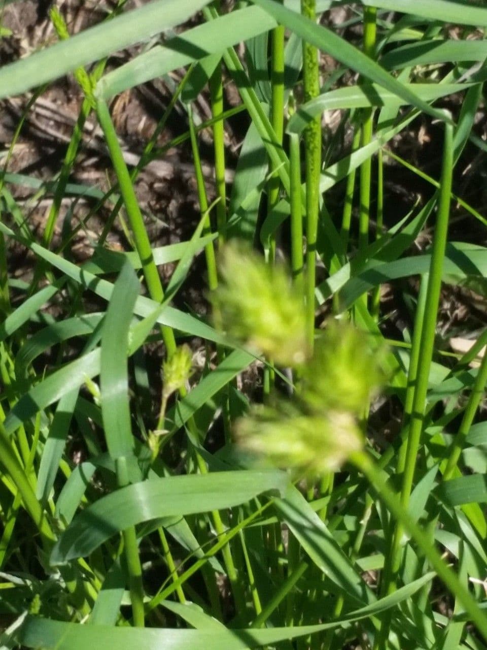 Carice tetrastachya 3