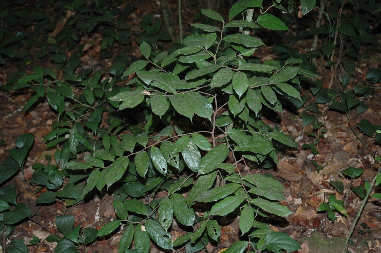 Dichapetalum 2