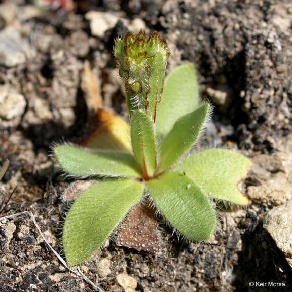 Plagiobothrys nothofulvus 18