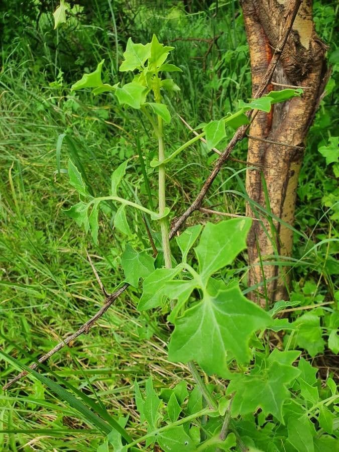 Afrikanische Gänseblümchen 7