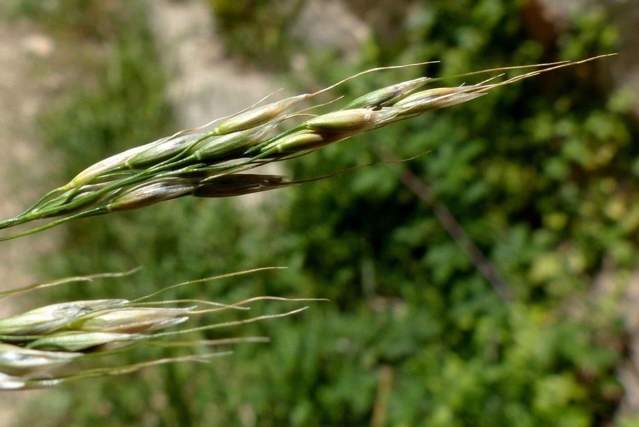 Achnatherum paradoxum 8