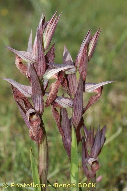 Serapiade vomeracea 5
