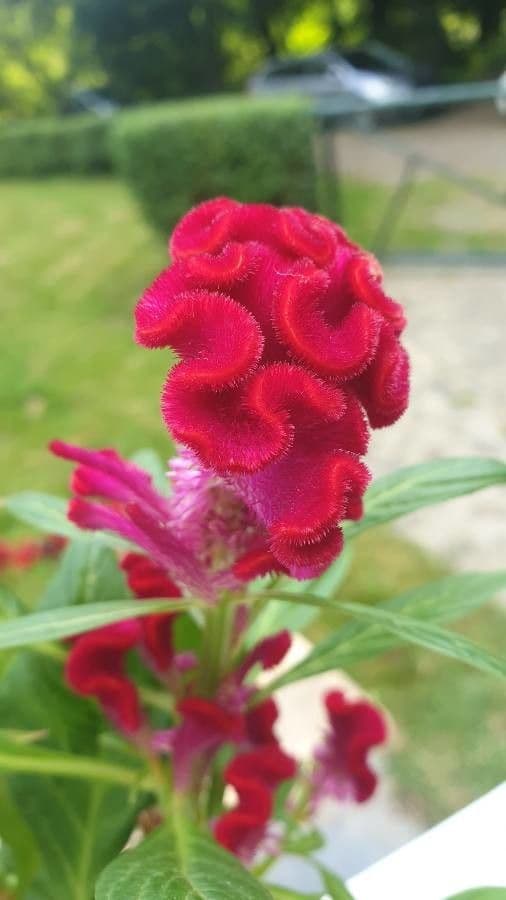 Celosia argentea 2
