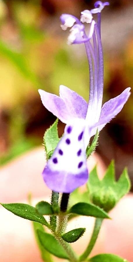 Trichostema Dichotomum 4