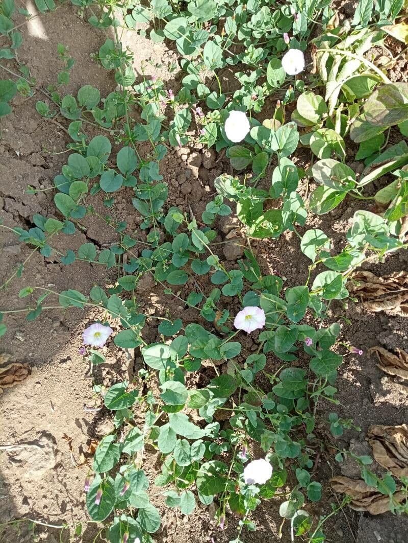Campanella piede di capra 16