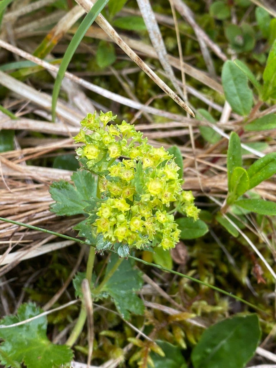 Alchemilla comune 2