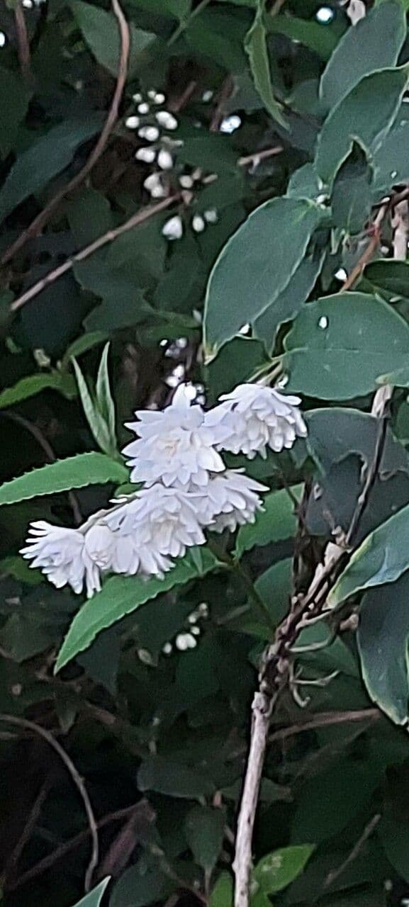 Deutzia 5