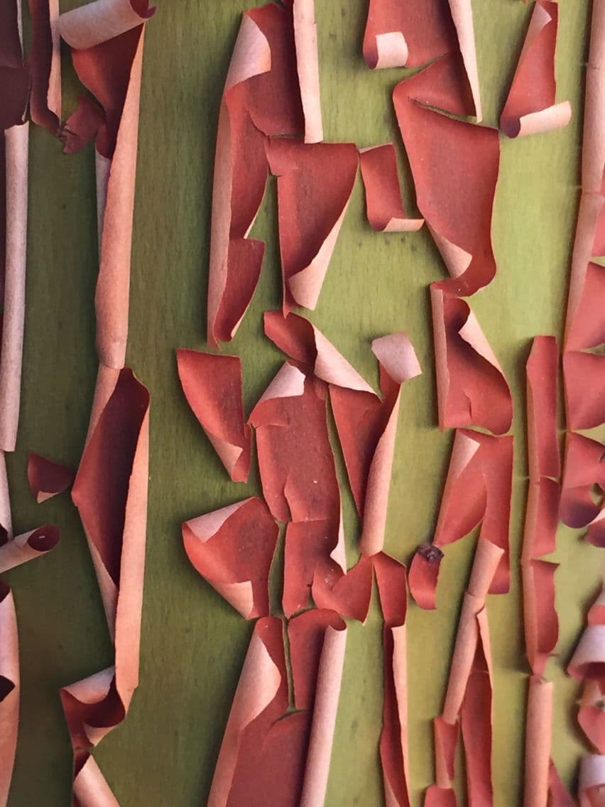 Arbutus menziesii 13