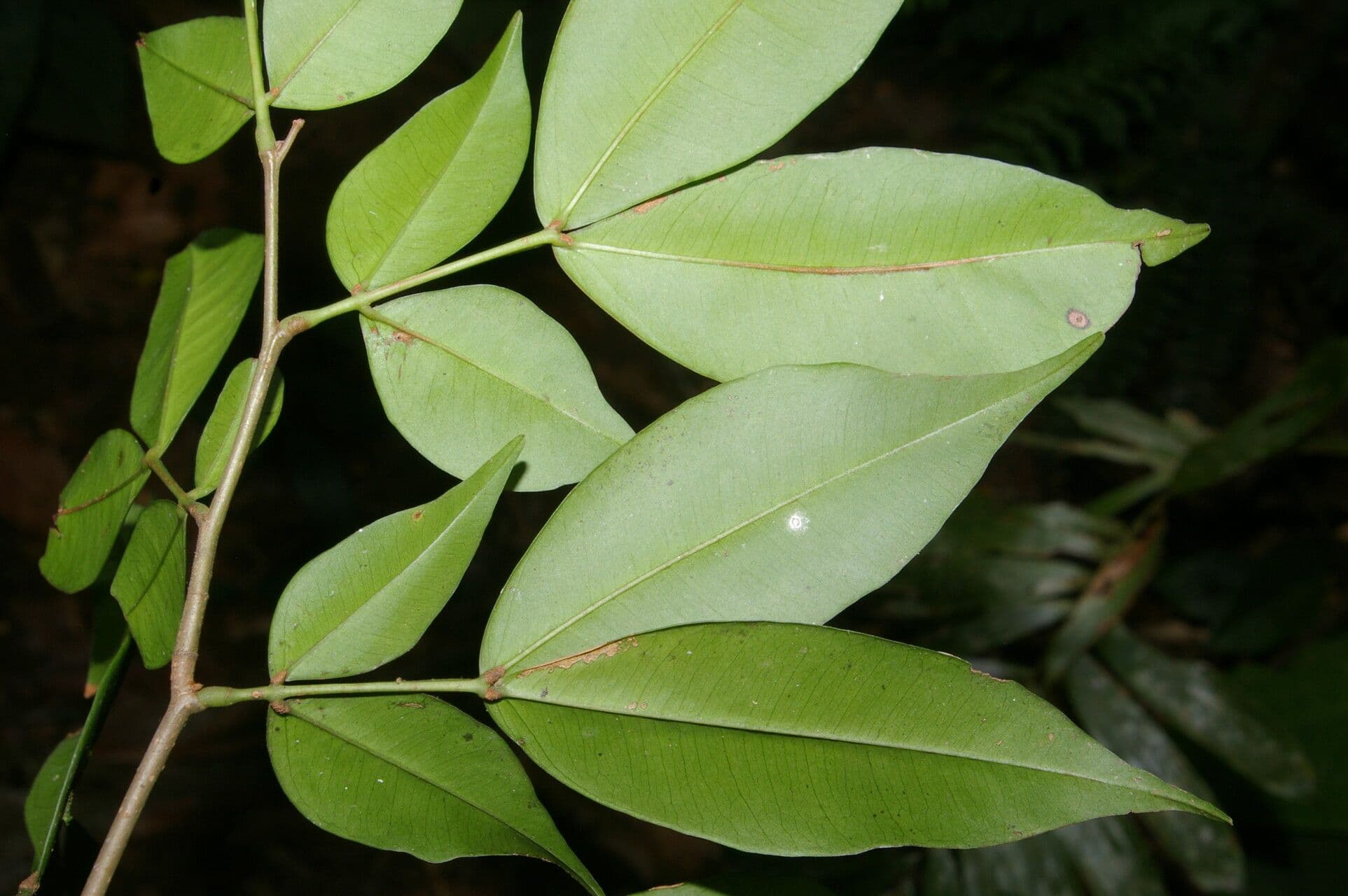 Macrolobium 5