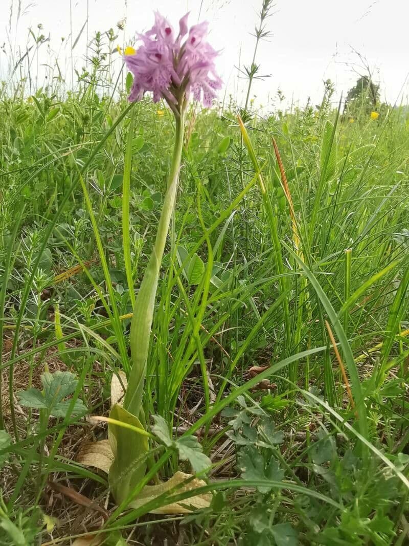 Orquídea tridentada 9