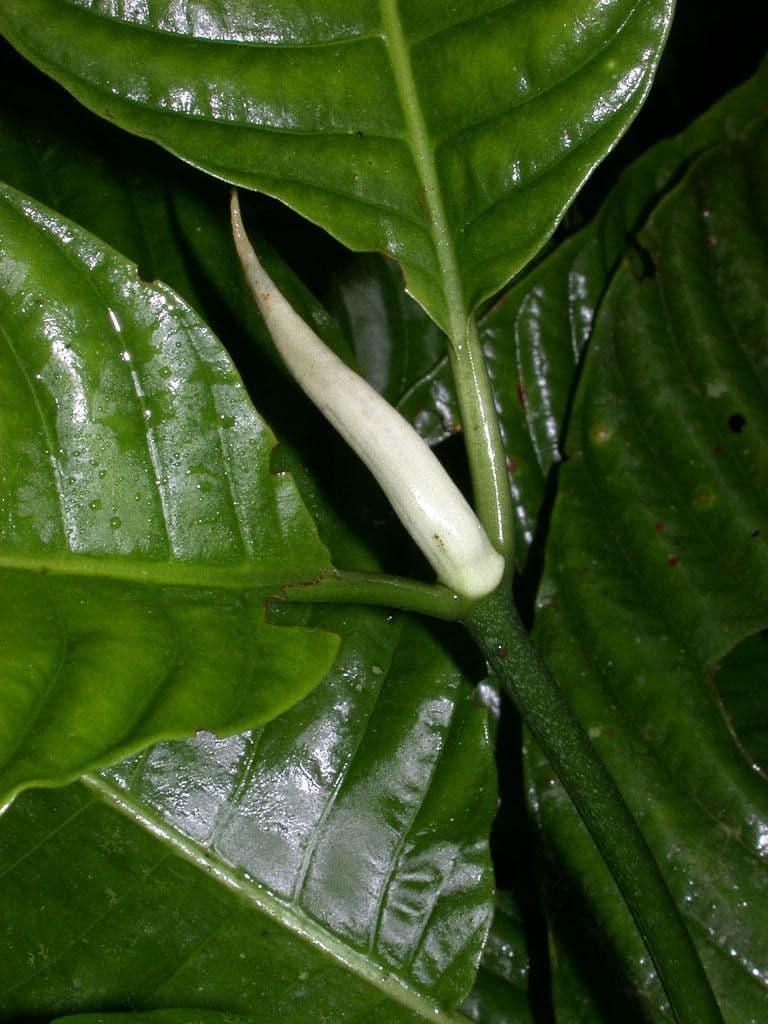 Psychotria 22