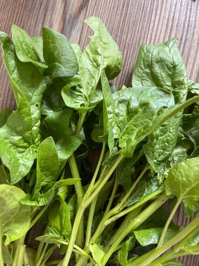 Spinaci 17