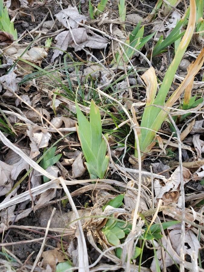 Zwerg-Schwertlilie 11