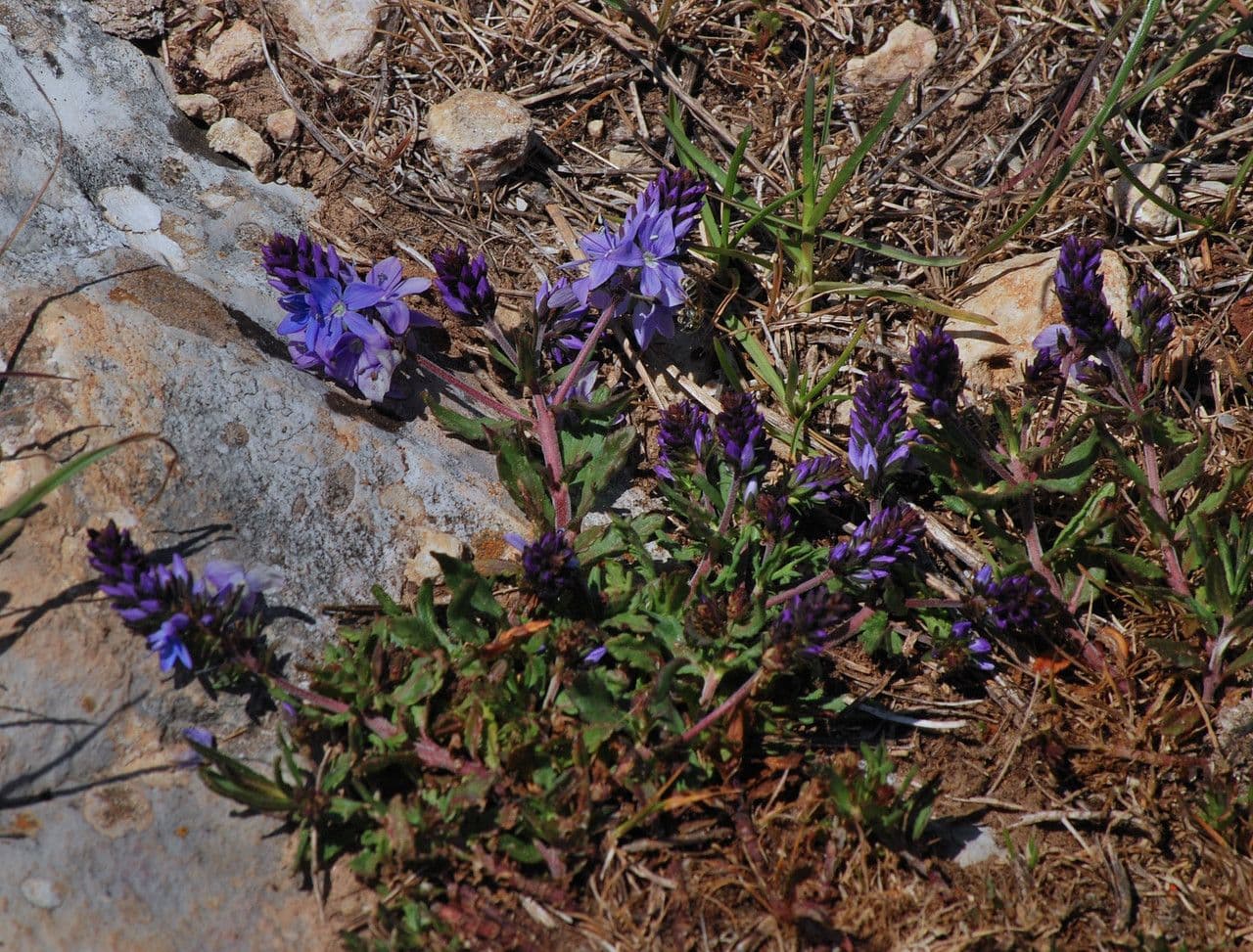 Veronica prostrata 10