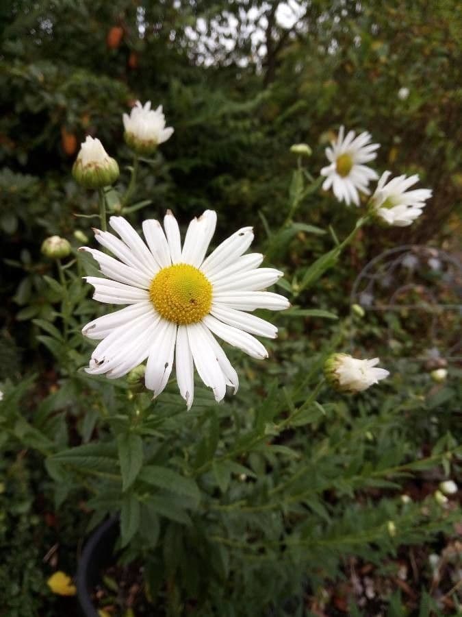 Späte Wucherblume 3