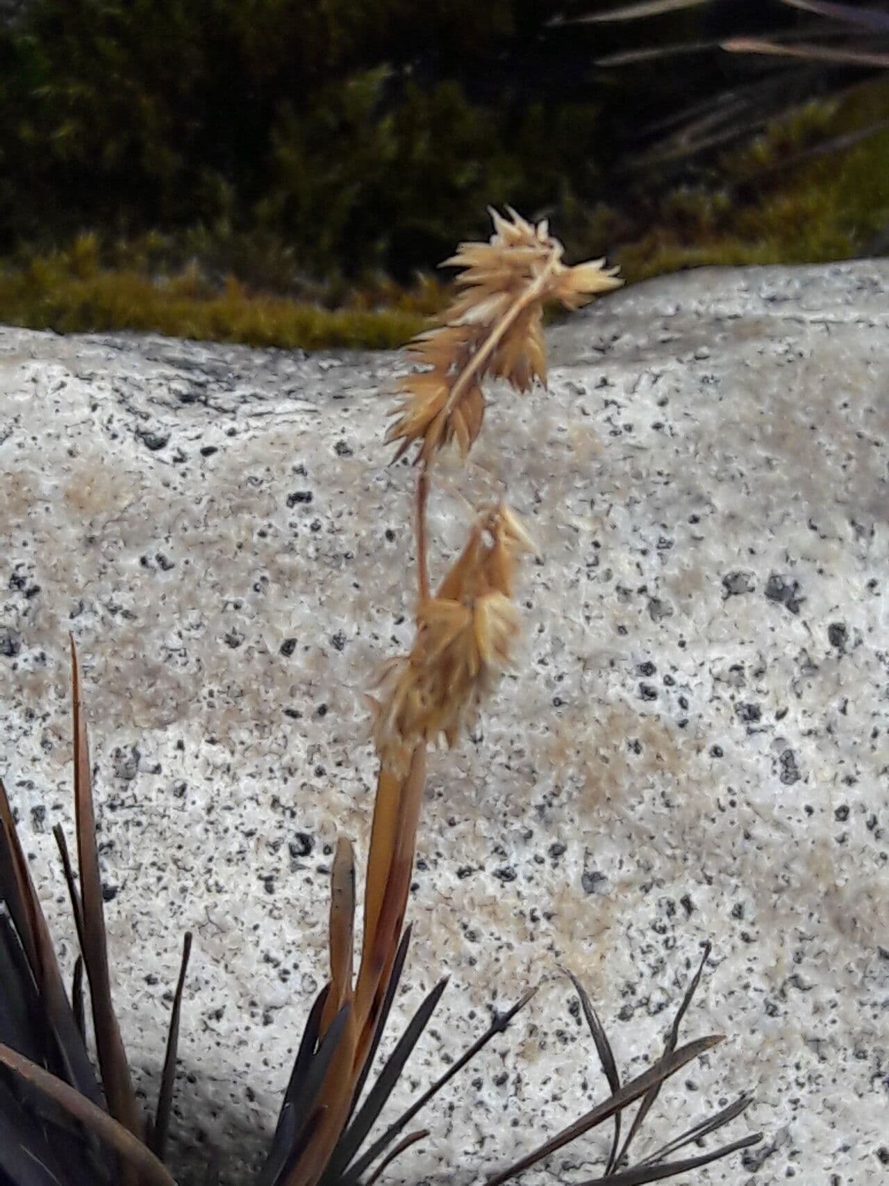 Poa 8