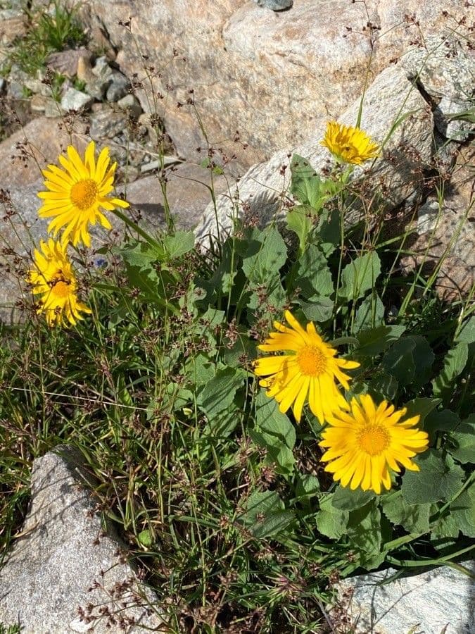 Doronico dei macereti 12