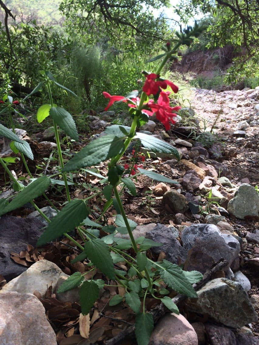 Stachys coccinea 7