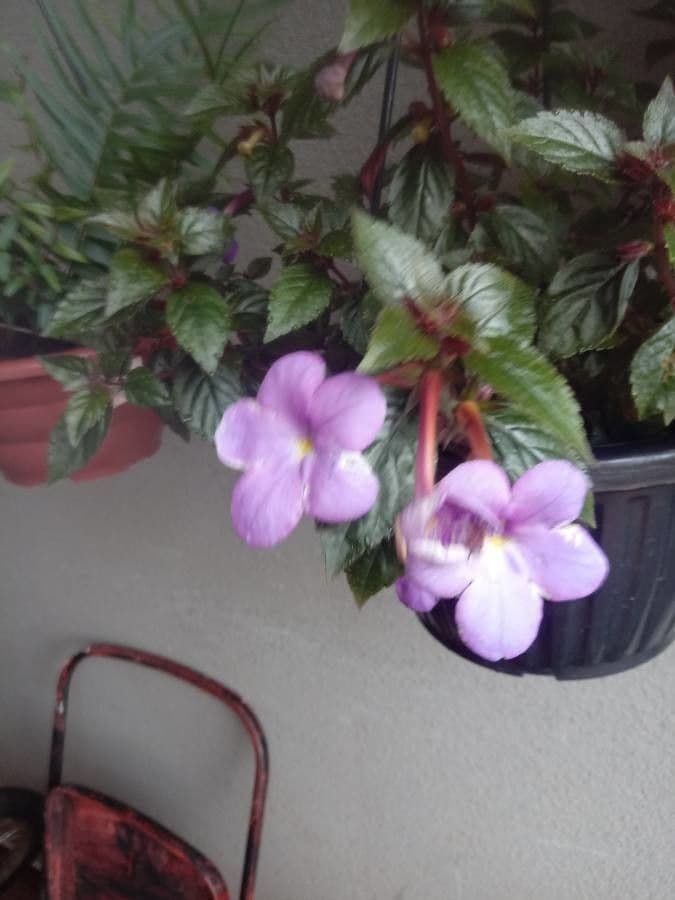 Schöne Achimenes 2