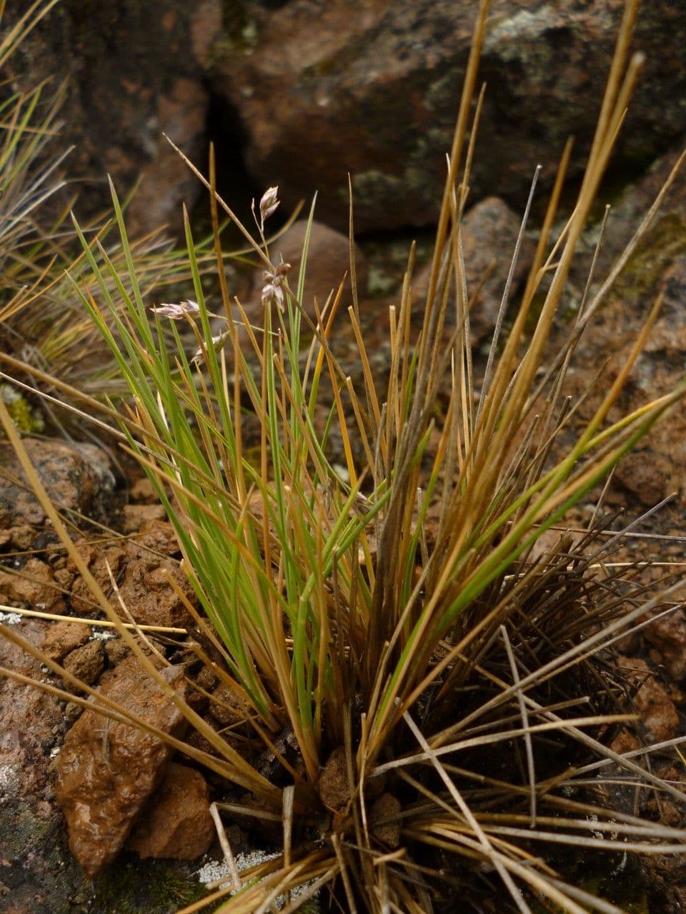 Poa