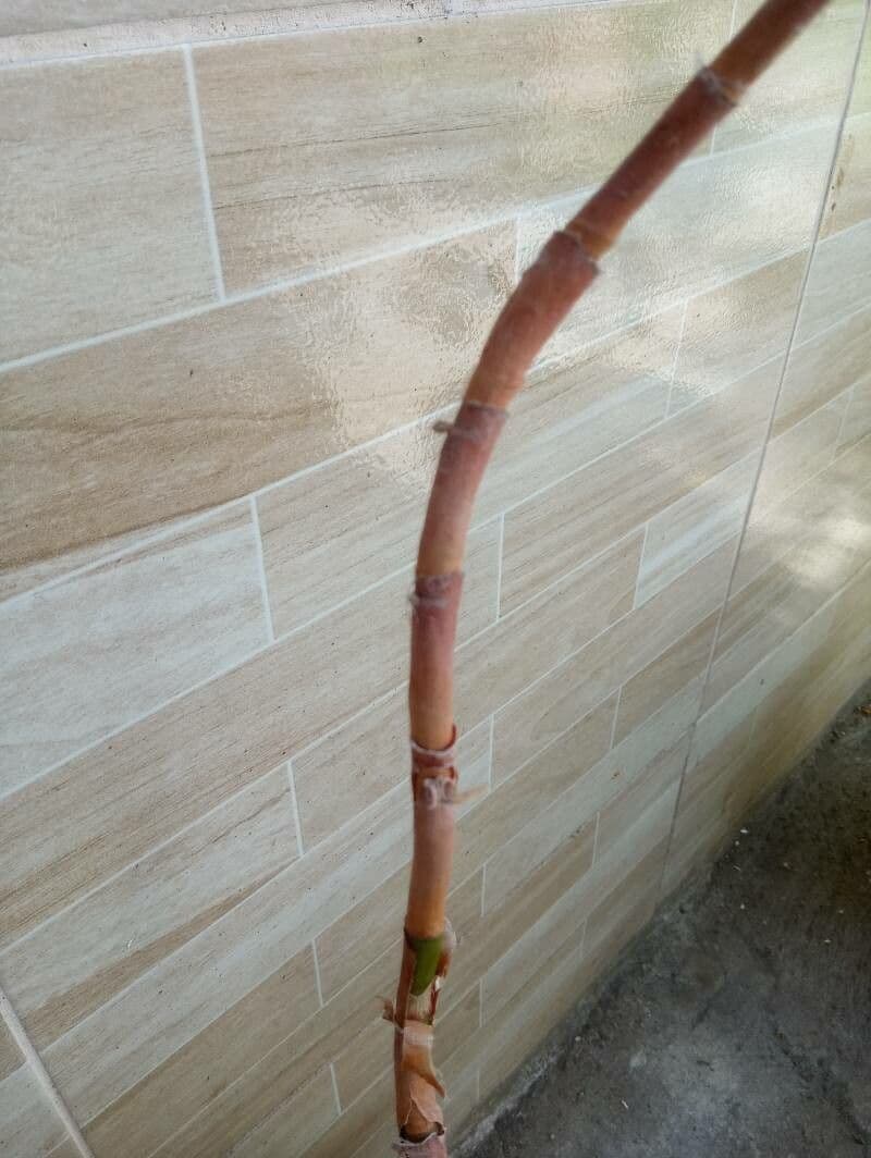 Costus arabo 13