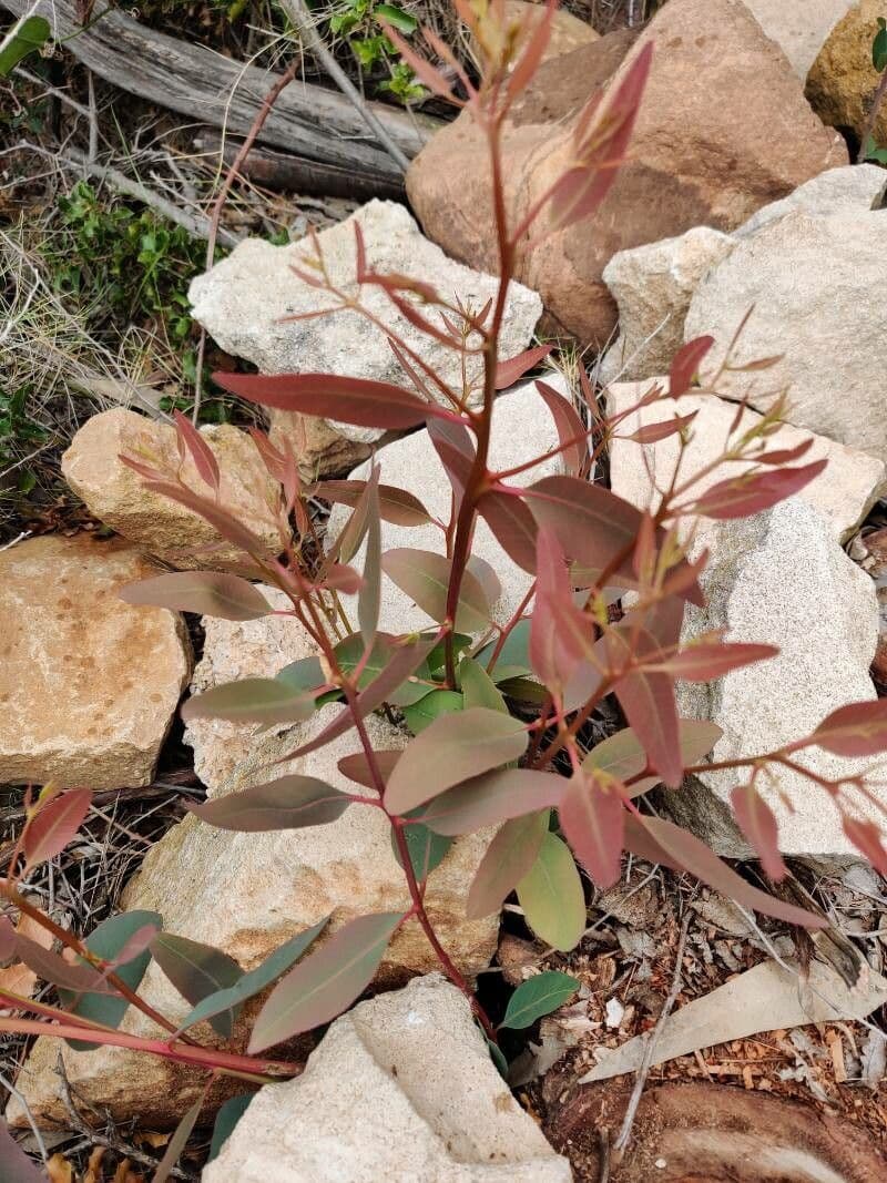 Robust-Eukalyptus 15
