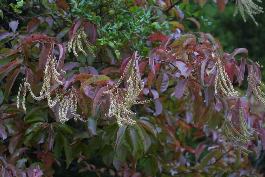 Oxydendrum 6