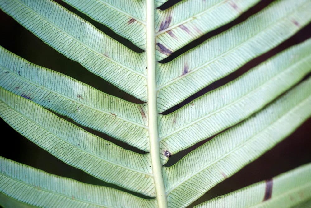 Blechnum attenuatum 11