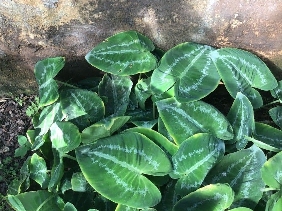 Schismatoglottis 2