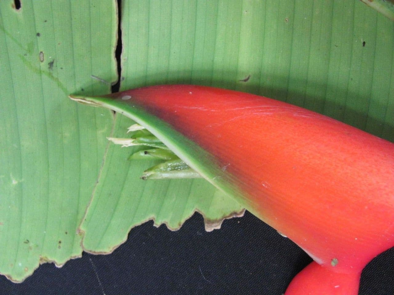 Fiore pappagallo 27