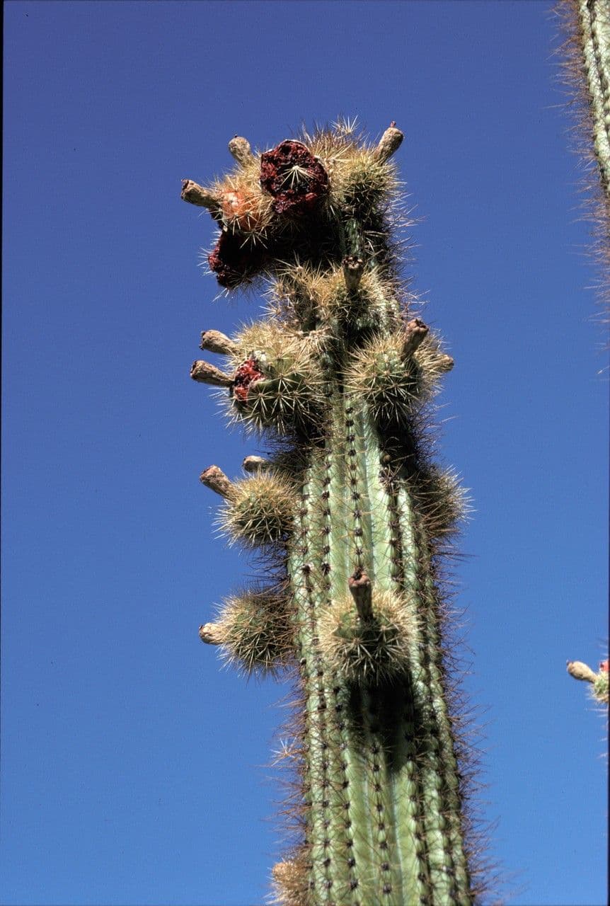 Cactus organo 2